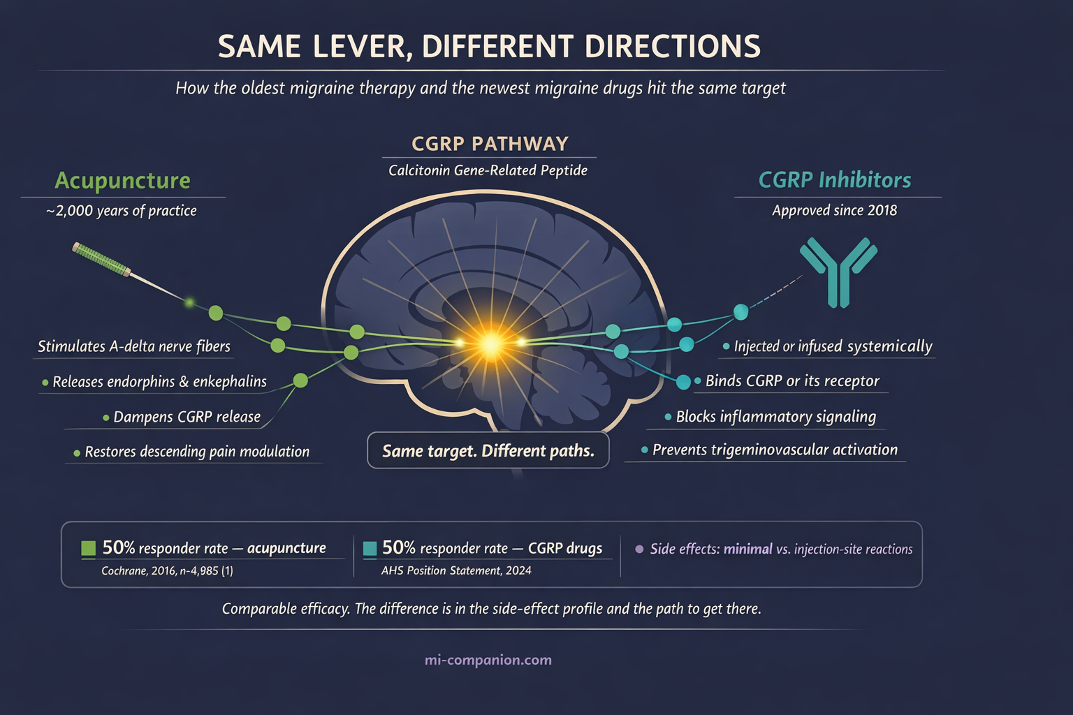 Infographic showing acupuncture and CGRP inhibitors targeting the same CGRP pathway in the brain from opposite directions &mdash; ancient and modern converging on the same mechanism