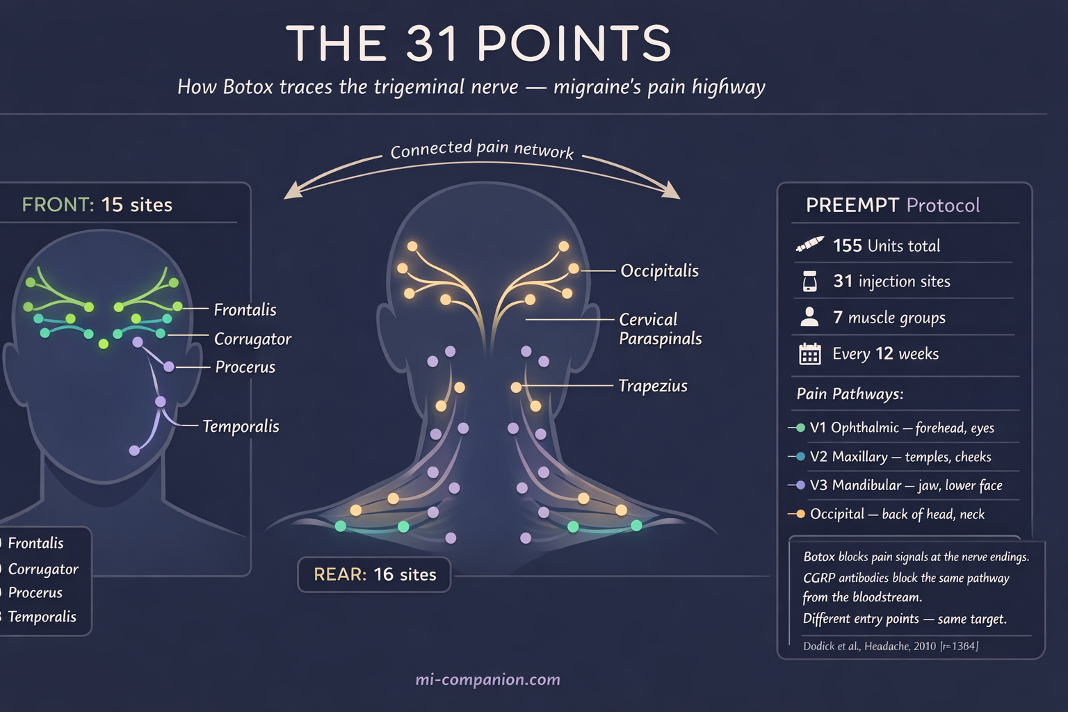 Scientific infographic showing the Botox injection map for chronic migraine — 31 injection sites across 7 muscle groups mapped onto a simplified head and neck diagram with trigeminal nerve branches V1 V2 V3 and occipital nerves highlighted, plus the PREEMPT protocol details: 155 units, 31 sites, 7 muscle groups, every 12 weeks