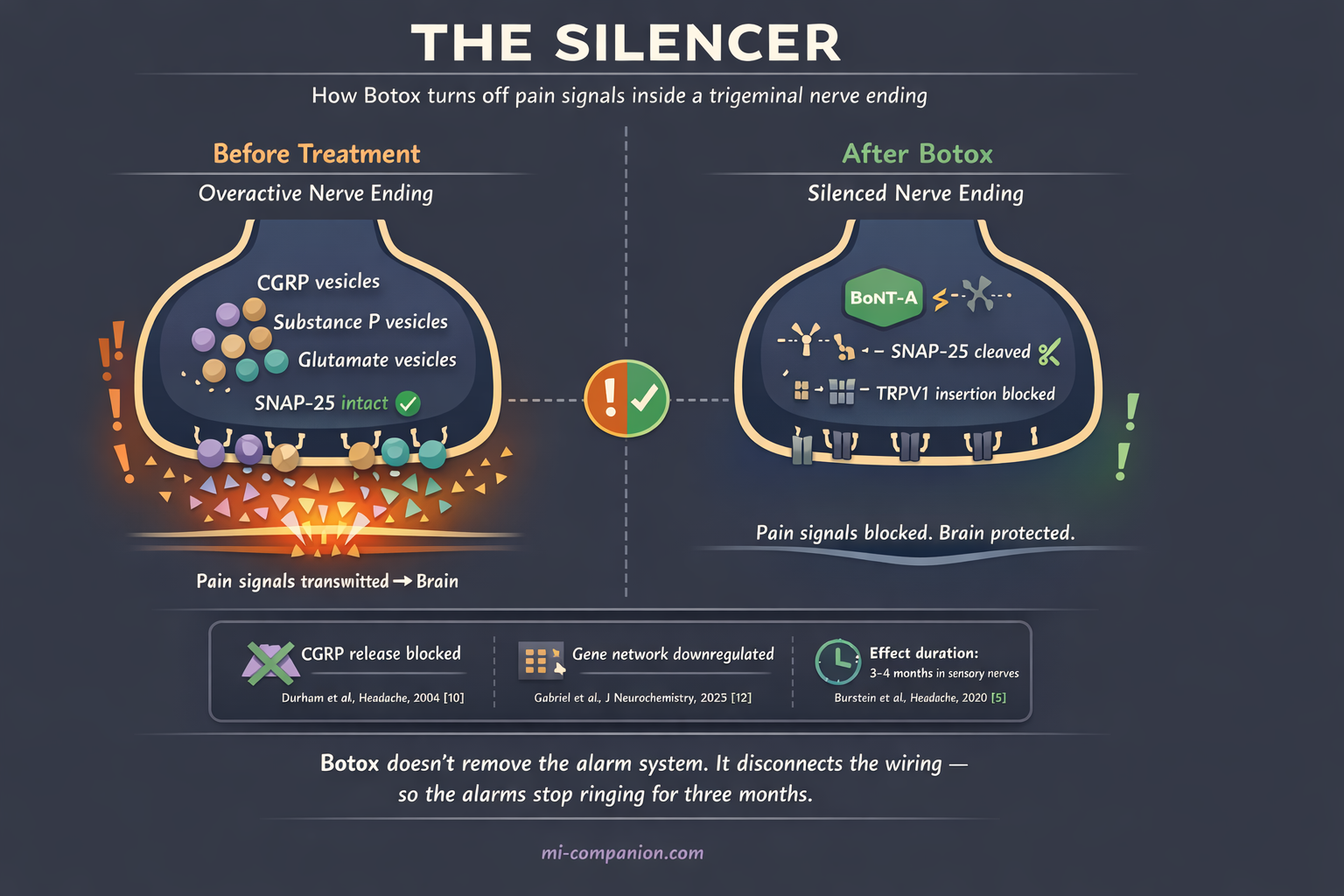 The Silencer — infographic showing how Botox enters a trigeminal C-fiber nerve ending, cleaves SNAP-25, and blocks release of CGRP, substance P, and glutamate, with before and after comparison