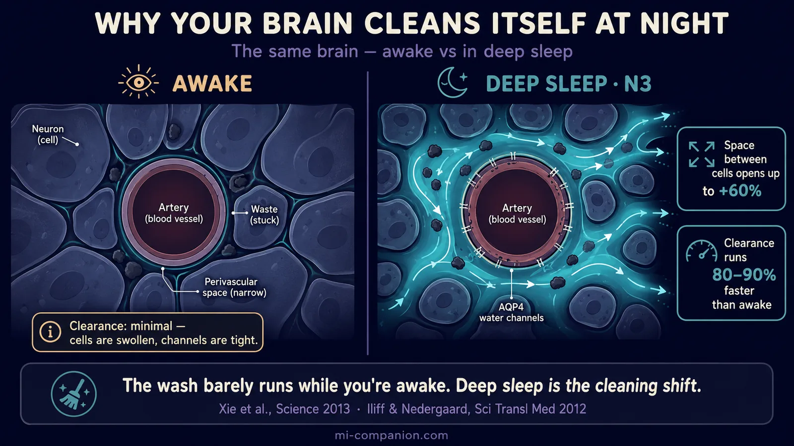 Two-panel scientific infographic comparing the same brain tissue cross-section awake versus in deep N3 sleep: on the left, tightly packed cells leave narrow channels with barely moving fluid and stuck waste particles; on the right, the cells have shrunk to open wide bright channels where teal cerebrospinal fluid surges and flushes waste out, labeled with AQP4 water channels, a 60% increase in space, and 80 to 90% faster clearance