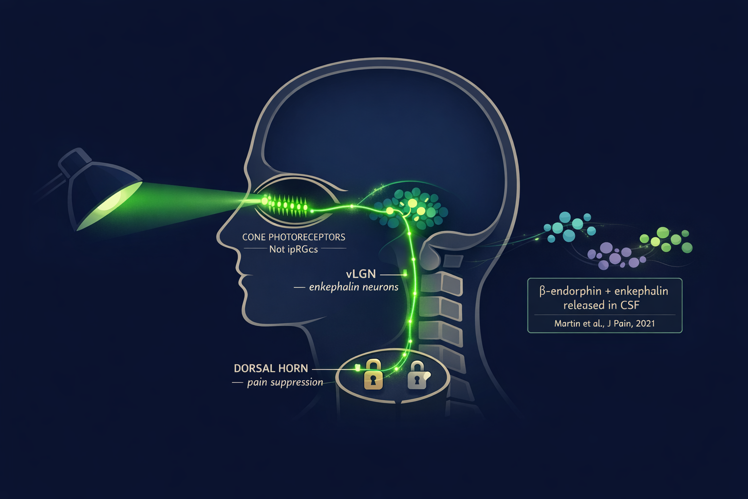 Neuro-illustration showing the retina-to-spinal-cord pathway — green light enters through cone photoreceptors, travels to the vLGN enkephalin neurons in the brainstem, then down to the dorsal horn where beta-endorphin and enkephalin are released