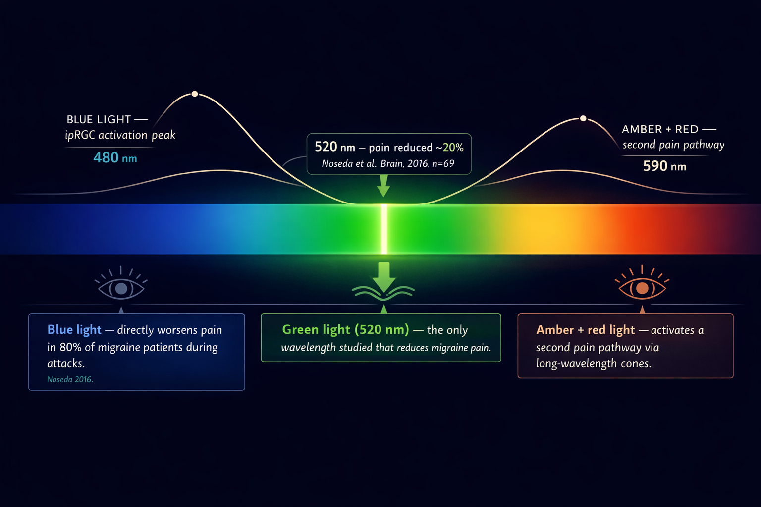 Scientific infographic mapping the visible light spectrum against migraine pain response — blue zone (480 nm ipRGC peak), green gap (520 nm pain reduced ~20%), and amber-red zone (590 nm second pain pathway) with annotated data callouts