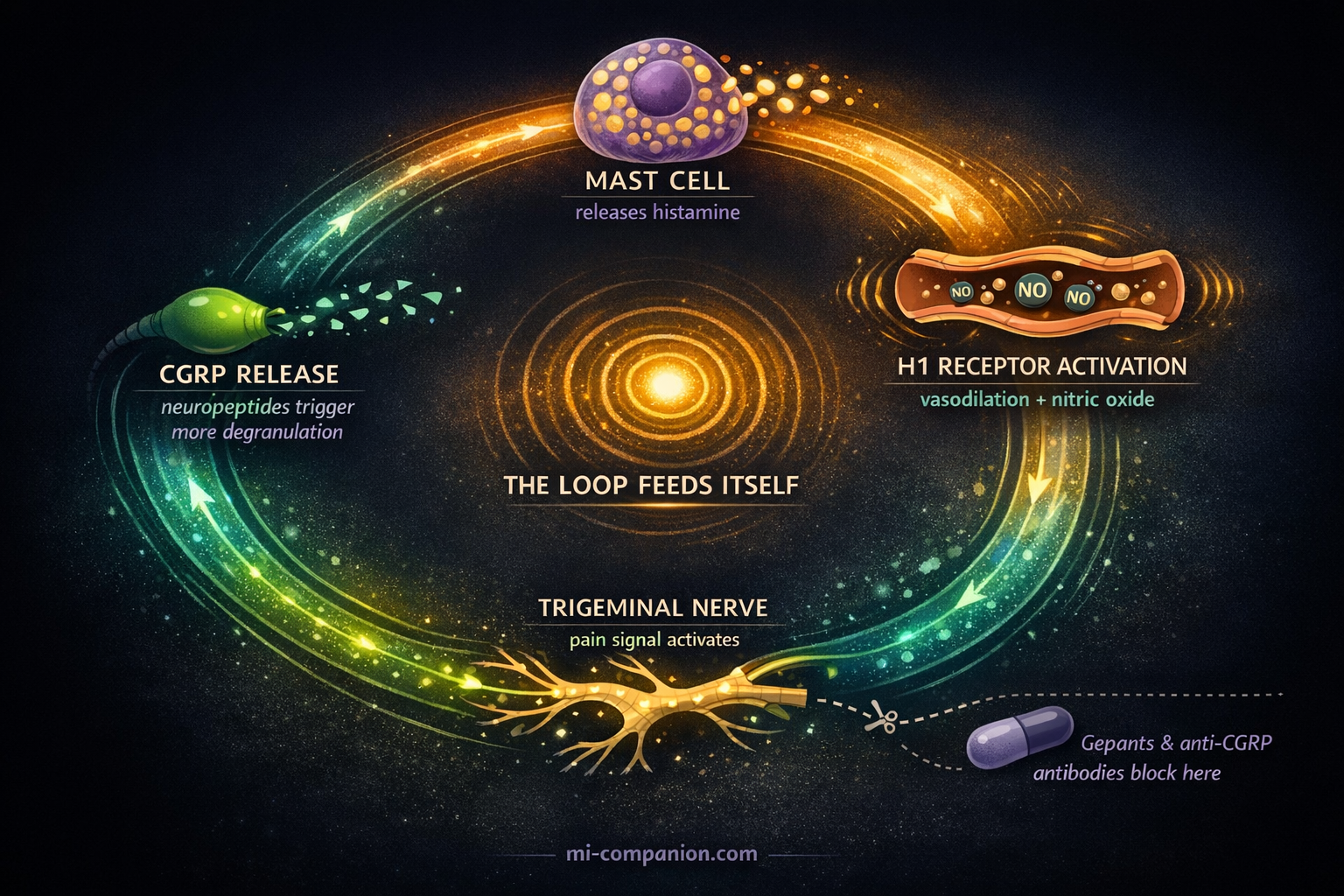 Cinematic scientific illustration showing the mast cell-CGRP feedback loop — a circular pathway where a mast cell releases histamine, which activates H1 receptors causing vasodilation, which triggers the trigeminal nerve, which releases CGRP neuropeptides that return to degranulate the mast cell again — with a gepant pill icon showing where modern medications interrupt the cycle