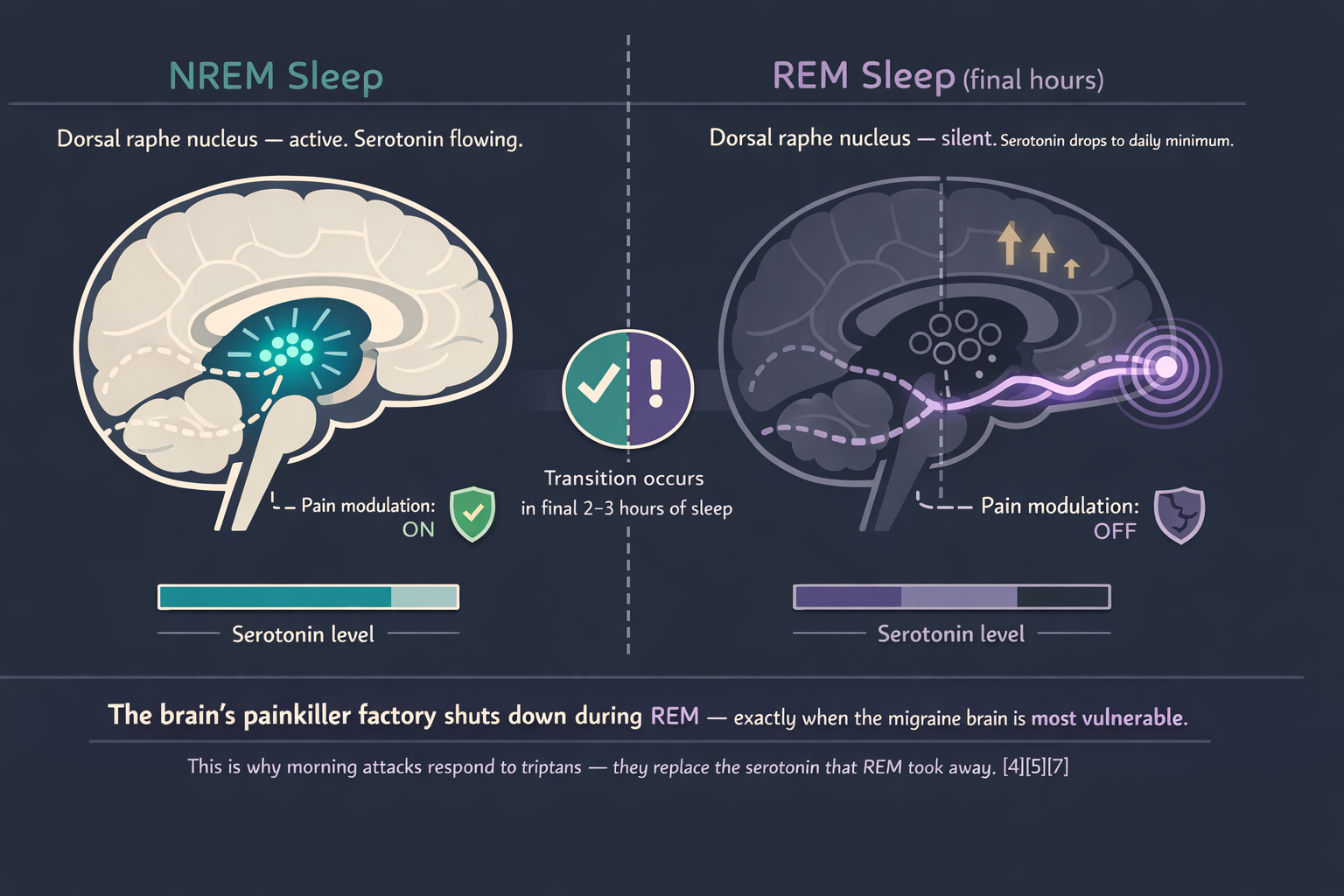 Split scientific infographic comparing NREM sleep (left, teal tones, dorsal raphe nucleus active, serotonin flowing, pain modulation ON) versus REM sleep (right, lavender tones, dorsal raphe silent, serotonin at daily minimum, pain modulation OFF, glucose metabolism rising)
