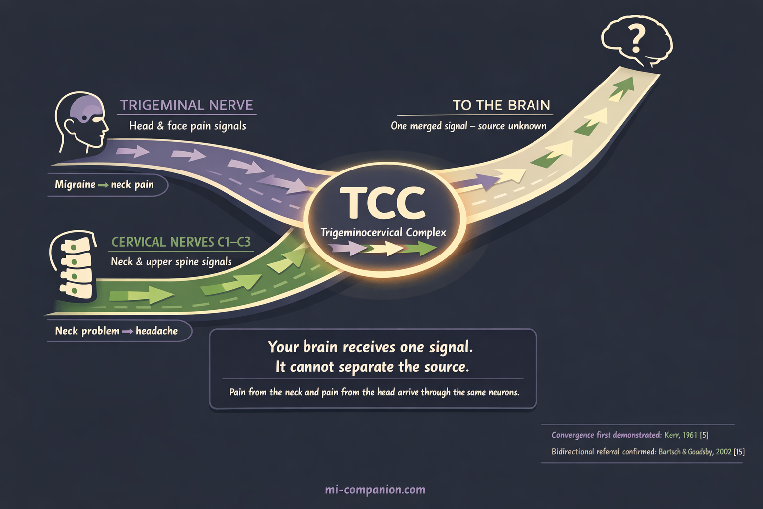 The Highway Interchange — trigeminal nerve and cervical nerves C1–C3 converge at the trigeminocervical complex (TCC), sending one merged signal to the brain