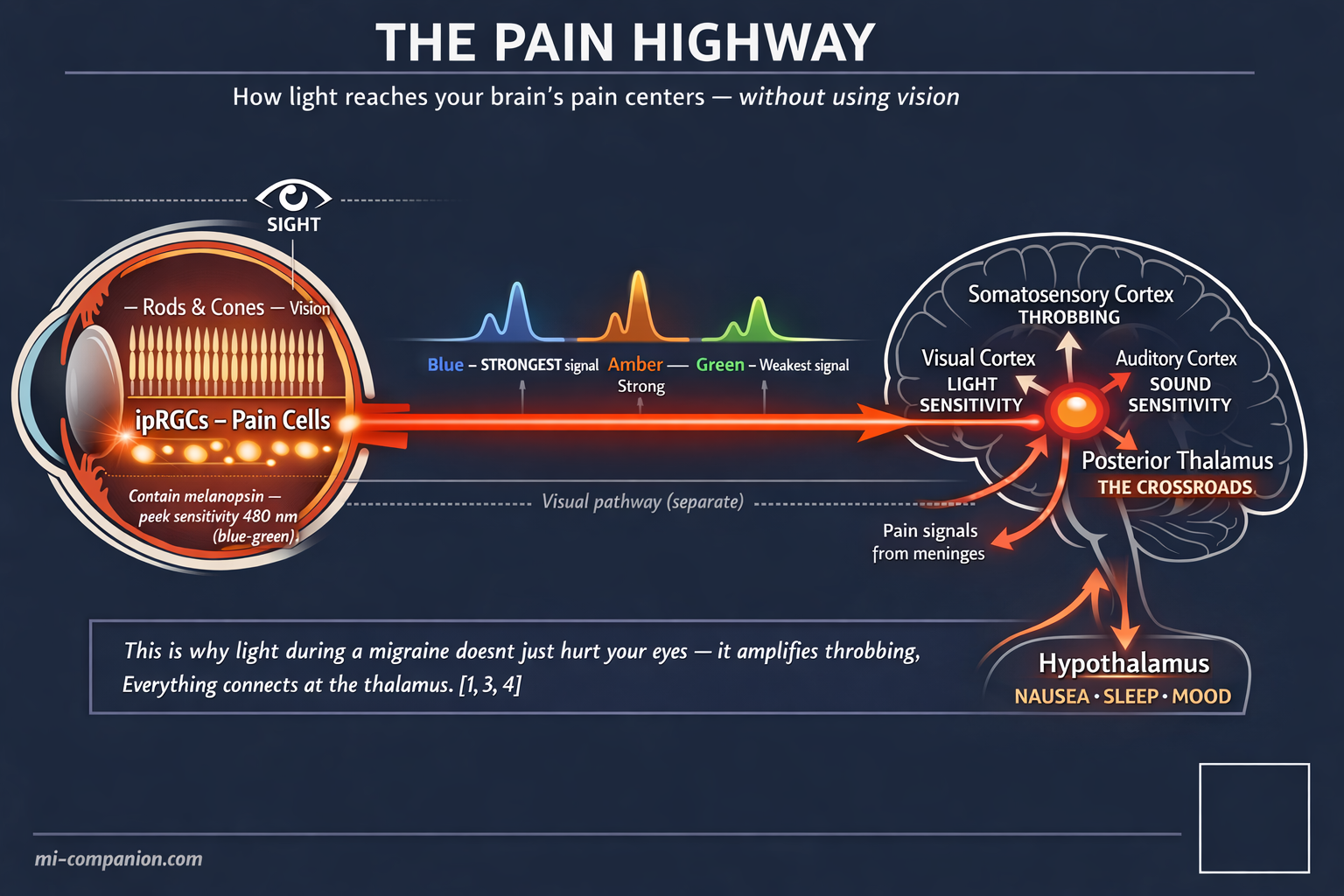 The Pain Highway — how light reaches your brain's pain centers through ipRGC cells, bypassing vision, converging with pain signals at the posterior thalamus
