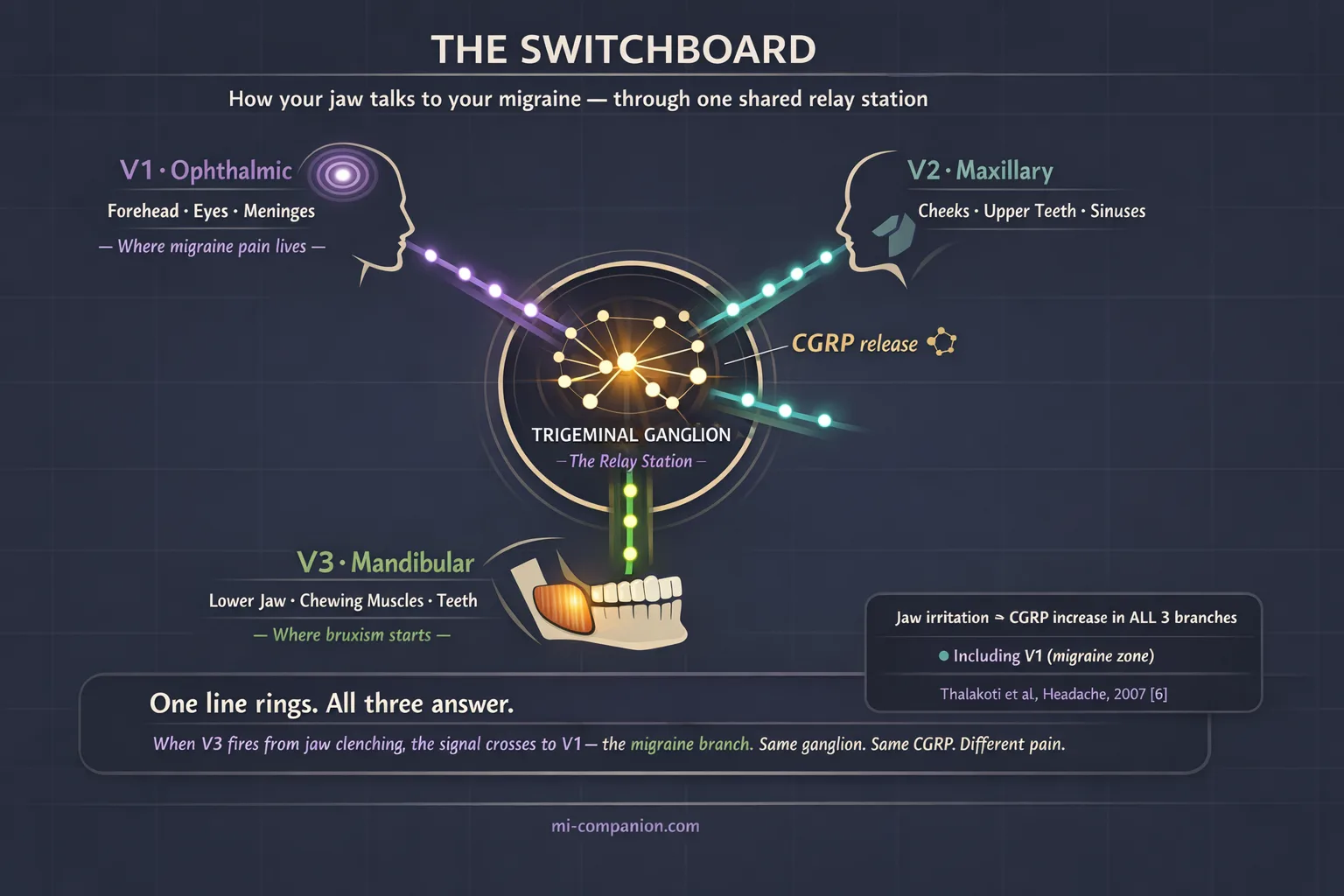 Scientific infographic showing the trigeminal ganglion as a telephone switchboard — green nerve impulses enter from V3 jaw branch, pass through the central relay hub where CGRP is released, and exit as lavender signals toward V1 migraine zone and teal signals toward V2 cheek branch, demonstrating cross-excitation